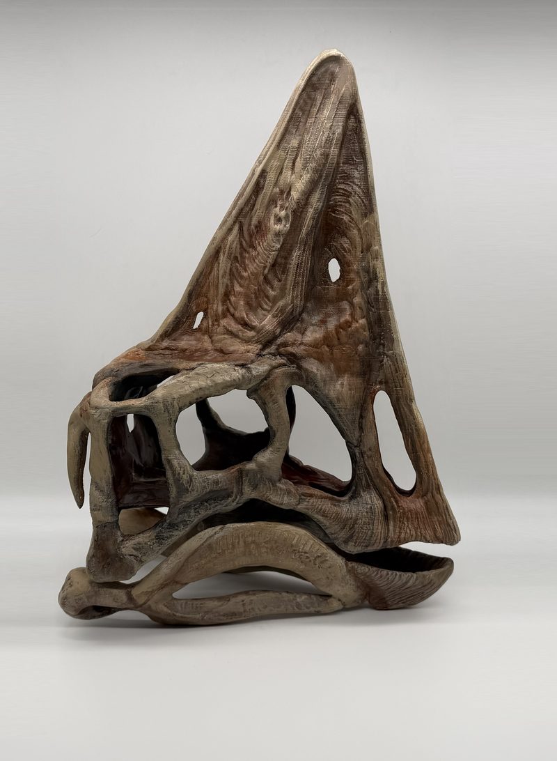 Oviraptor skull replica print, nicknamed Spike