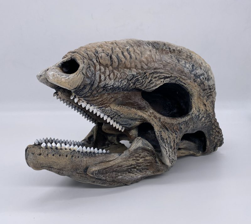 Stegoceras skull replica print