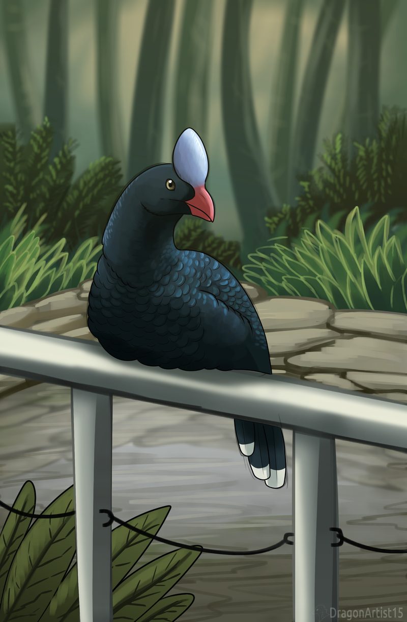 Dark crested waterbird with a red beak, perched on a railing