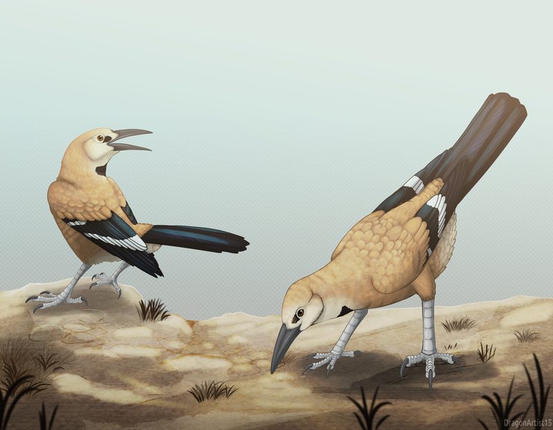 Two tan ground birds interacting in a desert scene